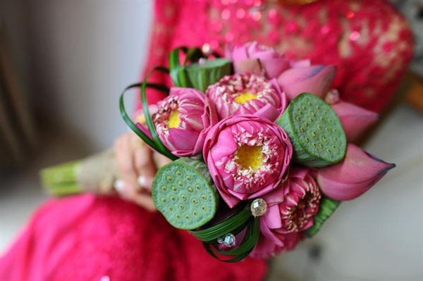 Hoa cưới sen