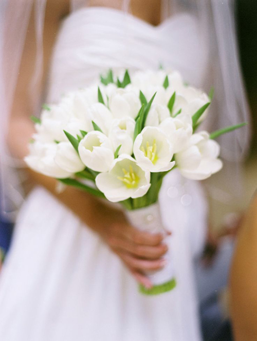 Hoa tulip trắng