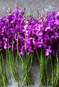 Nguyễn Linh Orchids chuyên Dịch vụ khác tại Thành phố Hồ Chí Minh - Marry.vn
