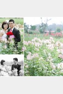 Sophia Wedding Studio chuyên Dịch vụ khác tại  - Marry.vn