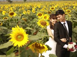 mùa hoa mặt trời - Ảnh viện áo cưới Châu Tuấn