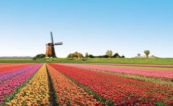 Du ngoạn Hà Lan xứ sở hoa tulip - Blog Marry