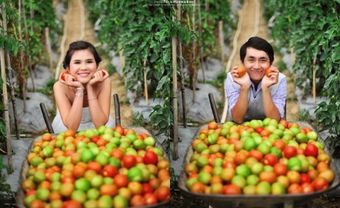 Địa điểm chụp ảnh cưới vườn cà chua - Blog Marry