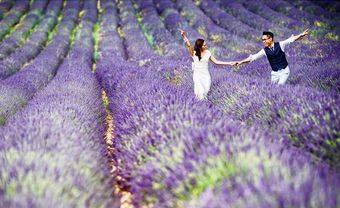 Địa điểm chụp ảnh cưới: Cánh đồng hoa lavender, Pháp - Blog Marry
