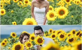 Địa điểm chụp ảnh cưới: Cánh đồng hoa hướng dương, Lâm Đồng - Blog Marry