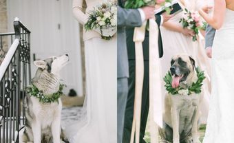 Gợi ý cách chưng diện "cute vô đối" cho cún cưng ngày cưới - Blog Marry