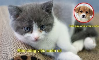 Tháng 9 - 10 là thời hoàng kim của 3 con giáp: Tuổi Mão suôn sẻ, tuổi Tuất gặp nhiều may mắn - Blog Marry