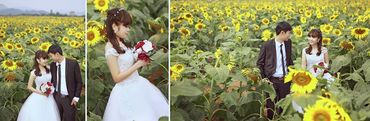 mùa hoa mặt trời - Ảnh viện áo cưới Châu Tuấn - Hình 2