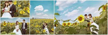 mùa hoa mặt trời - Ảnh viện áo cưới Châu Tuấn - Hình 6