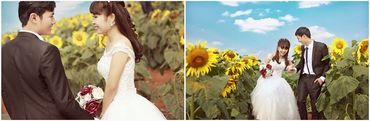 mùa hoa mặt trời - Ảnh viện áo cưới Châu Tuấn - Hình 10