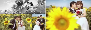 mùa hoa mặt trời - Ảnh viện áo cưới Châu Tuấn - Hình 14
