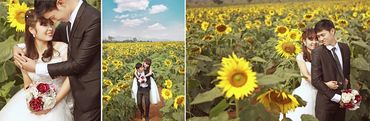 mùa hoa mặt trời - Ảnh viện áo cưới Châu Tuấn - Hình 13