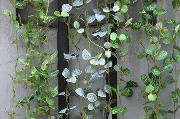 Hoa vải cao cấp - Midori Shop - Phụ kiện trang trí ngành cưới - Hình 66