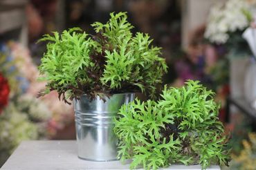 Hoa vải cao cấp - Midori Shop - Phụ kiện trang trí ngành cưới - Hình 68