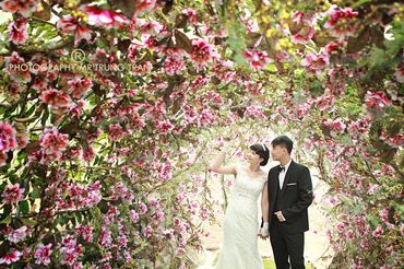 Album ảnh cưới hạnh phúc bên em - Royal Wedding Studio - Hình 8