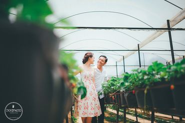Nguyên - Nhân|Đà Lạt Prewedding - [308]Photo - Hình 10