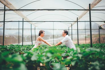 Nguyên - Nhân|Đà Lạt Prewedding - [308]Photo - Hình 14