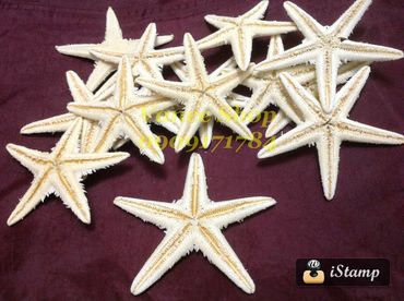 Sao biển trang trí - Vanee shop - Hình 11