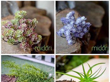Hoa vải cao cấp - Midori Shop - Phụ kiện trang trí ngành cưới - Hình 19