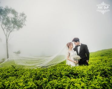 Album Đà Lạt - Nhi Dip Bridal - Hình 4